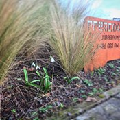 Showtuin Aartselaar Galanthus Stipa Showtuin rreac04 Publiek Aartselaar Galanthus Stipa